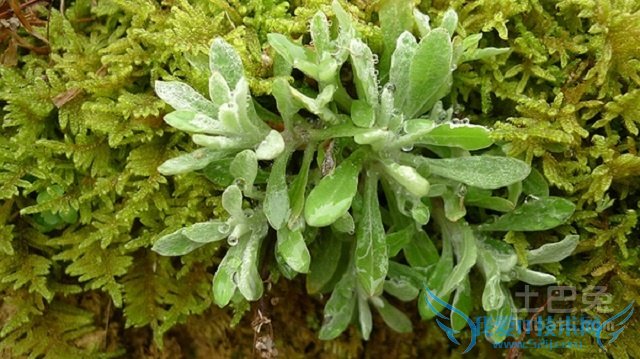 鼠曲草的功效与作用 鼠曲草的功效与作用