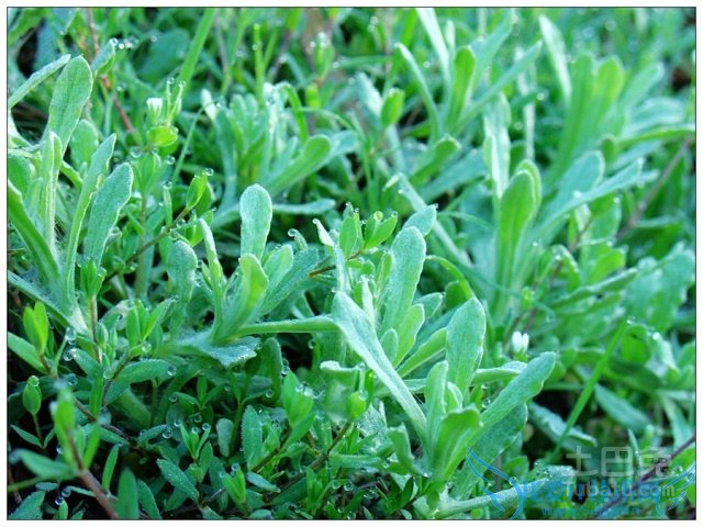 鼠曲草的功效与作用 鼠曲草的功效与作用