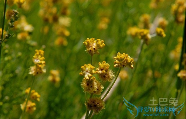 鼠曲草的功效与作用 鼠曲草的功效与作用