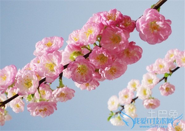 花卉种类 花卉种类