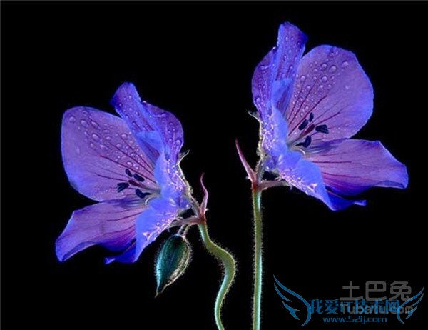 花卉种类 花卉种类