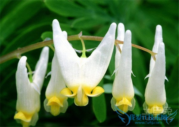 花卉种类 花卉种类