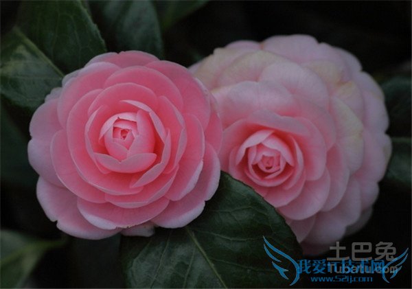 花卉种类 花卉种类