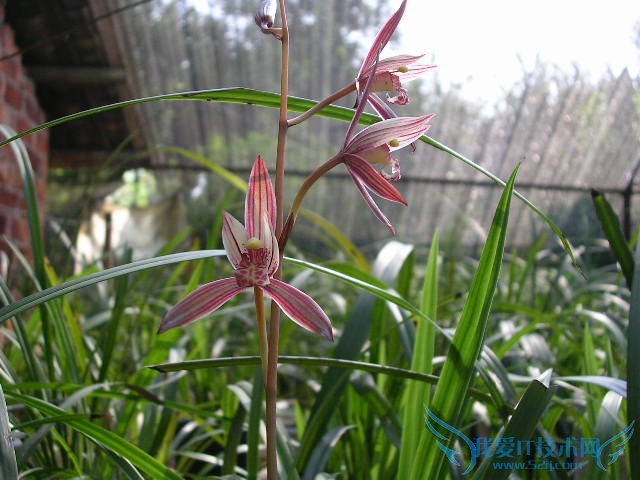 建兰叶子发黄怎么办 必看的五个答案