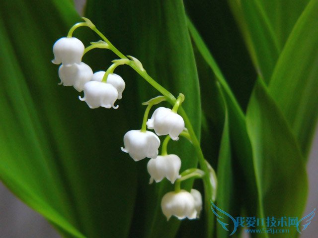 铃兰花的栽培技术