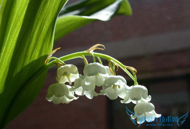 铃兰花的生长习性