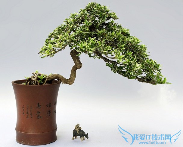 六月雪盆景图片大全 六月雪盆景制作方法与养护技巧