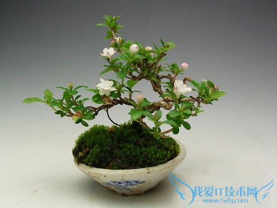 六月雪盆景图片大全 六月雪盆景制作方法与养护技巧