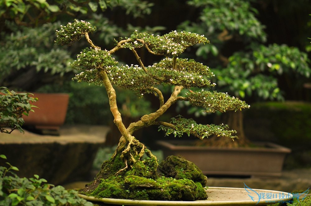 六月雪盆景图片大全 六月雪盆景制作方法与养护技巧