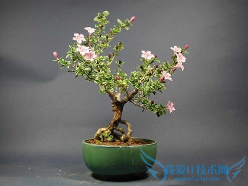 六月雪盆景图片大全 六月雪盆景制作方法与养护技巧