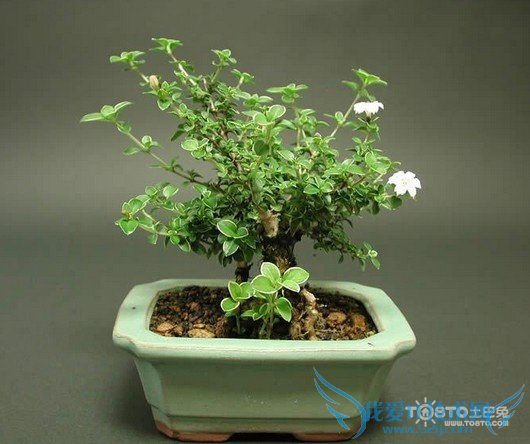 六月雪盆景图片大全 六月雪盆景制作方法与养护技巧