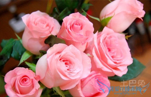 戴安娜玫瑰花语