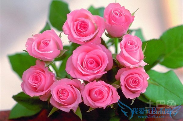 戴安娜玫瑰花语