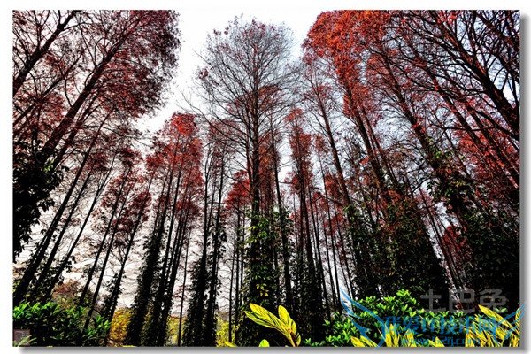 红杉树的用途 红杉树的用途