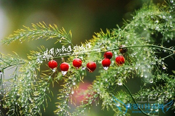 红杉树的用途 红杉树的用途