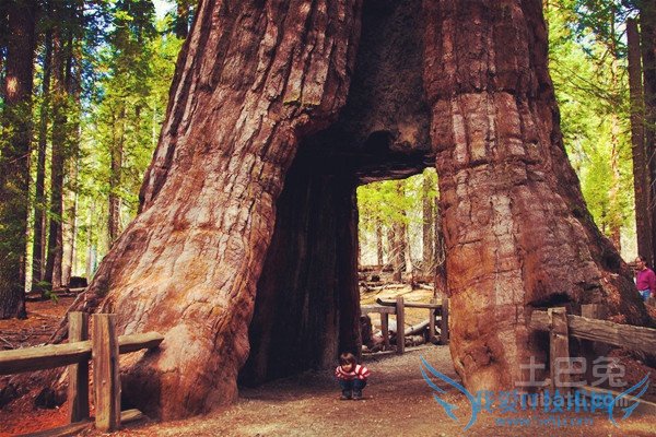 红杉树的用途 红杉树的用途