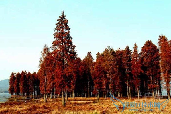 红杉树的用途 红杉树的用途