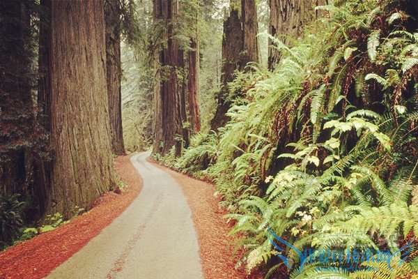 红杉树的用途 红杉树的用途