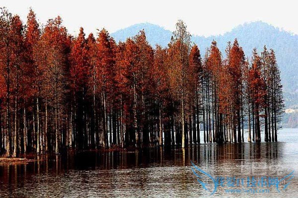 红杉树的用途 红杉树的用途