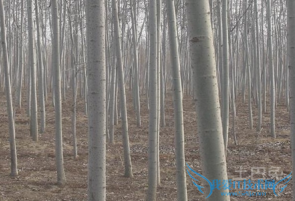 毛白杨图片