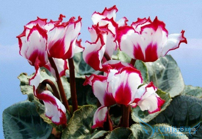 仙客来花怎么管理 两个时期的管理方式