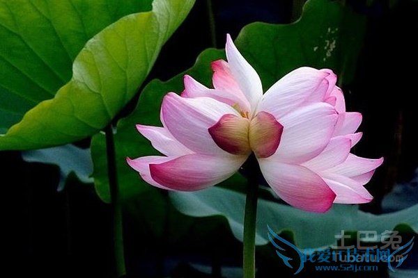 并蒂莲花何处开