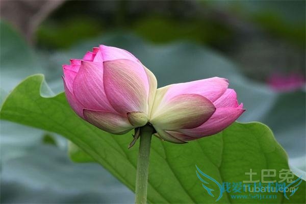 并蒂莲花何处开