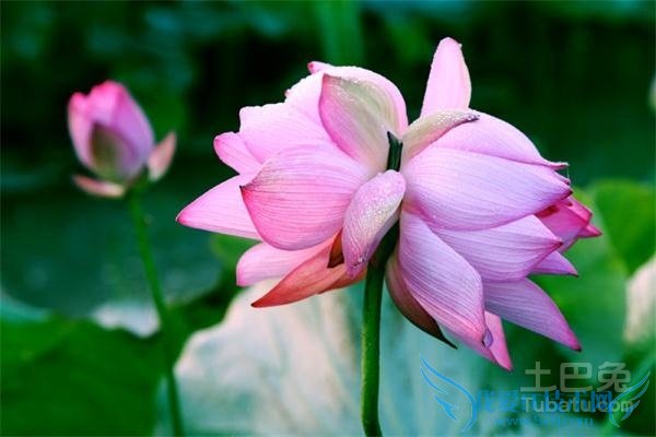 并蒂莲花何处开