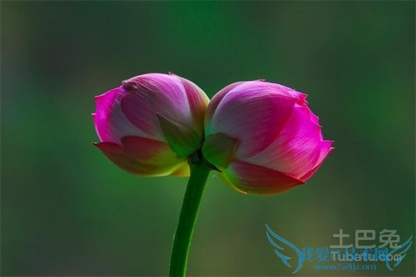 并蒂莲花何处开