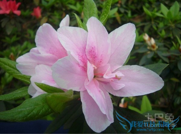 西洋鹃花期 西洋鹃花期