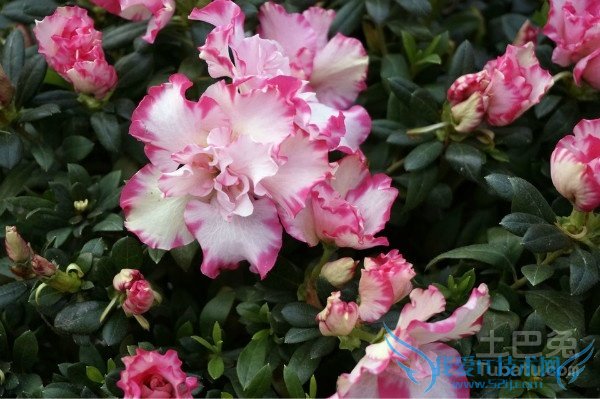 西洋鹃花期 西洋鹃花期