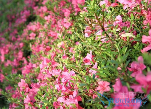 西洋鹃花期 西洋鹃花期