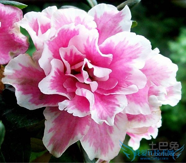 西洋鹃花期 西洋鹃花期