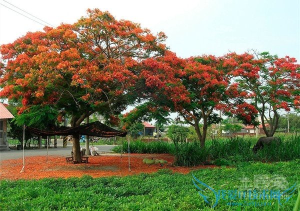 凤凰树种植