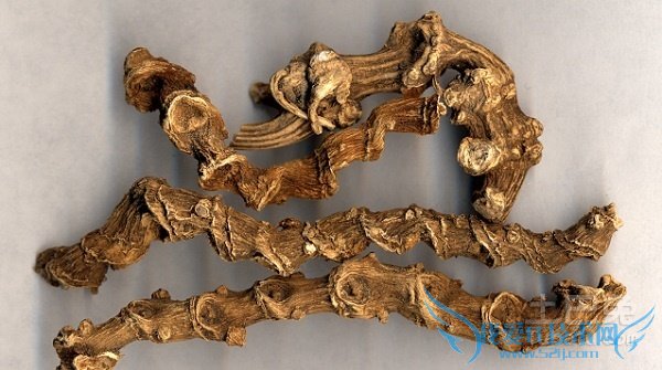 竹节参图片 竹节参图片