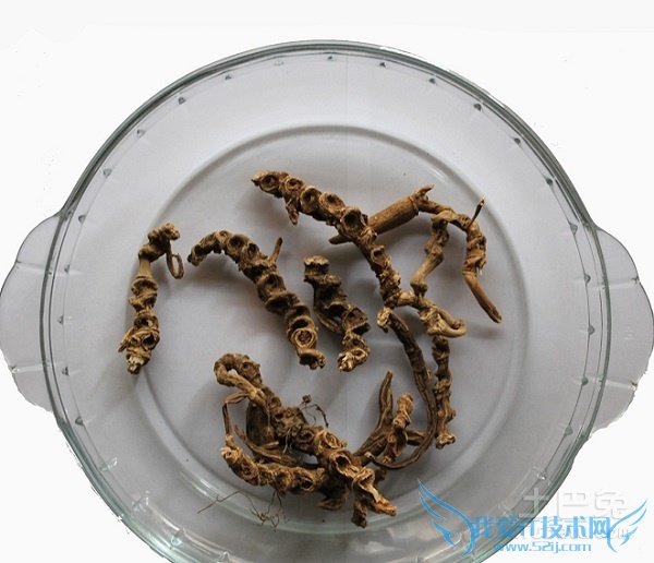 竹节参图片 竹节参图片