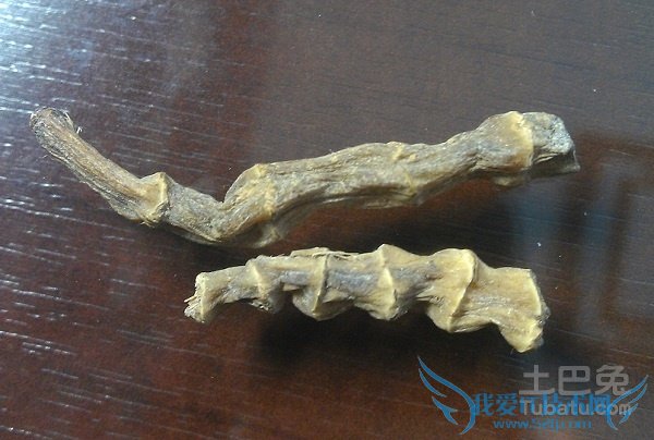 竹节参图片 竹节参图片