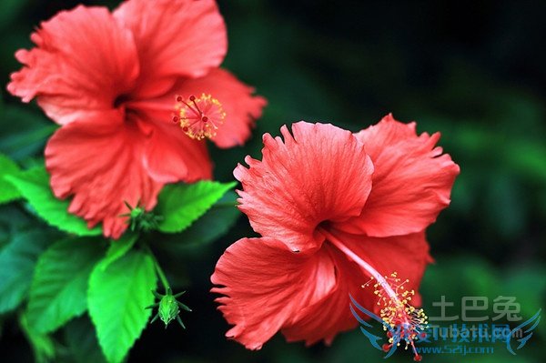 大红花种植 大红花种植