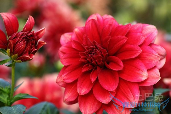 大红花种植 大红花种植