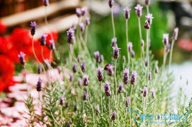 ޹²ݵķֳ ֳ޹²ݼɴȫ