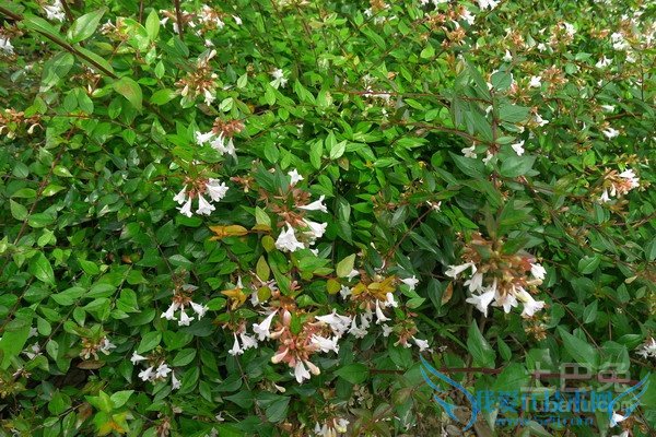 大花六道木的价格 大花六道木的价格