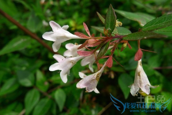 大花六道木的价格 大花六道木的价格