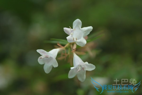 大花六道木的价格 大花六道木的价格