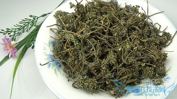 人参花的功效与作用 人参花的功效与作用