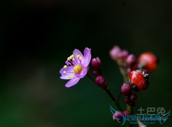 人参花的功效与作用 人参花的功效与作用