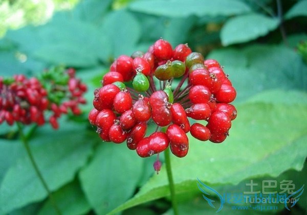 人参花的功效与作用 人参花的功效与作用