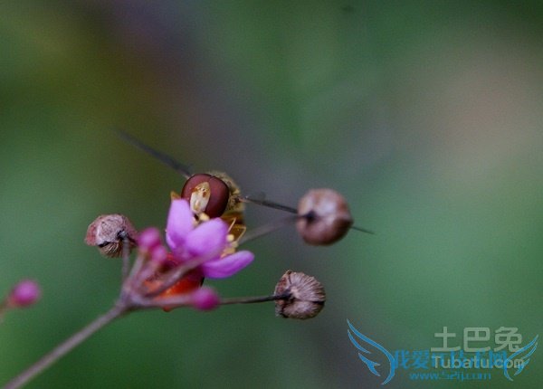人参花的功效与作用 人参花的功效与作用