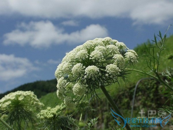 人参花的功效与作用 人参花的功效与作用