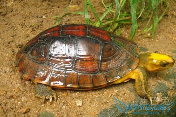 金头闭壳龟养殖 金头闭壳龟养殖