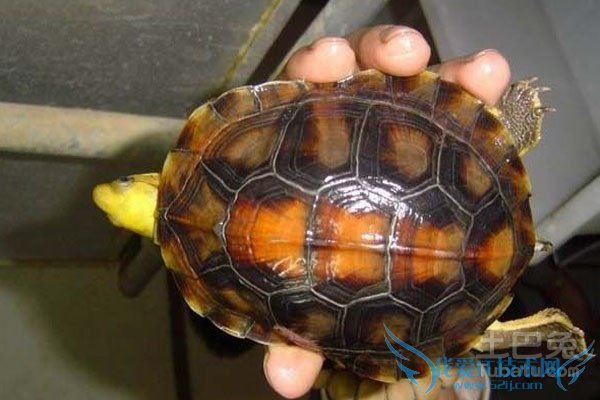 金头闭壳龟养殖 金头闭壳龟养殖